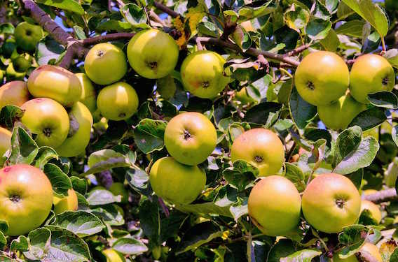 La pomme est le fruit le plus chargé en pesticides