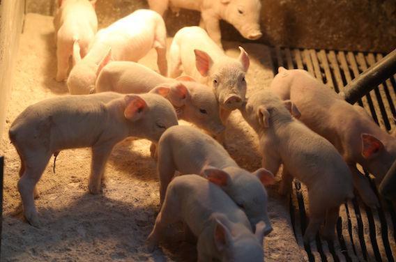 Greffe d’organe : les cochons génétiquement modifiés suscitent l’espoir