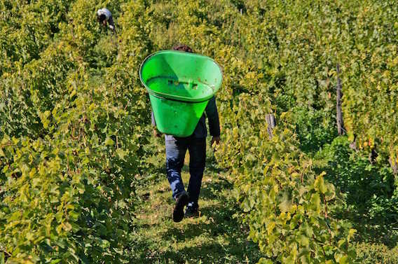 Pesticides : un viticulteur bio jugé pour avoir refusé de traiter ses vignes 