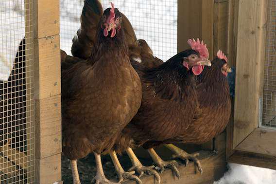 Grippe aviaire : les efforts ne doivent pas se relâcher