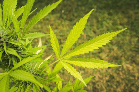 Cannabis : un pneumologue appelle à la légalisation