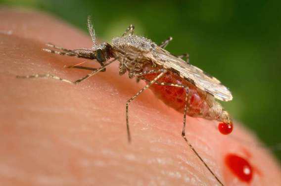  Le virus Zika  en cause dans des microcéphalies chez des bébés
