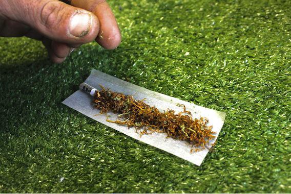 Cannabis :  le Pr Bertrand Dautzenberg prône la légalisation