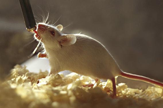 Des souris sourdes retrouvent l'ouïe grâce à la thérapie génique