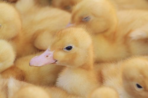 Grippe aviaire : un arrêté prépare le repeuplement des élevages