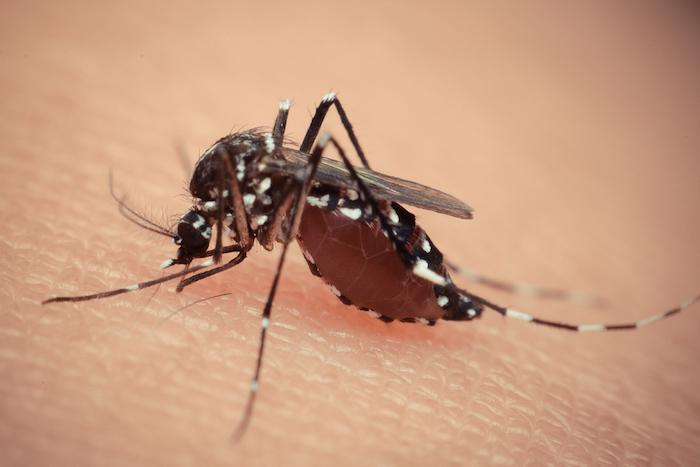 Zika : un antiviral contre l’hépatite C est potentiellement efficace 