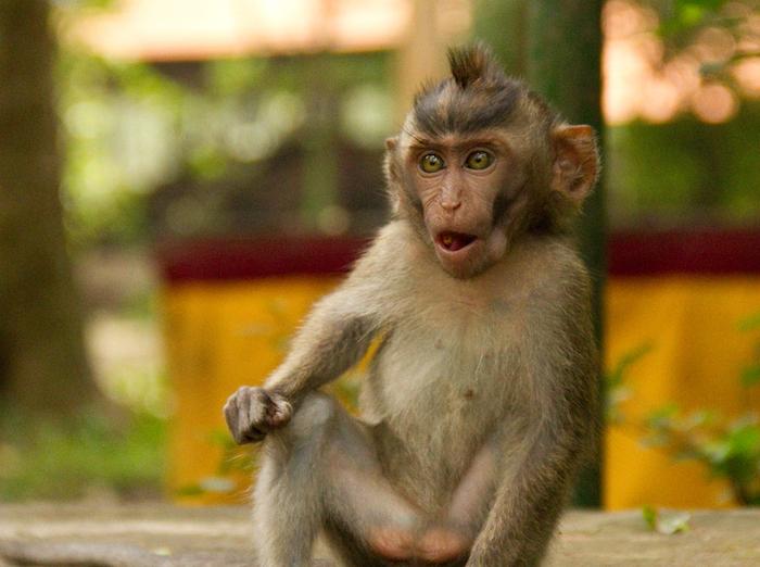 Macaques euthanasiés : la SPA « condamne fermement cet acte »