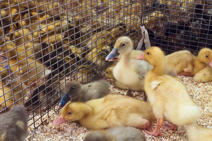 Grippe aviaire : plus de 9000 canards abattus dans le Gers pour éviter une épidémie