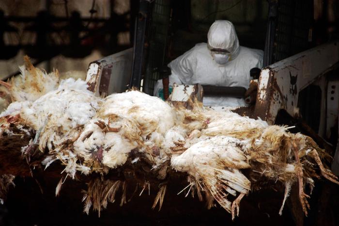 Grippe aviaire dans le Morbihan : quels sont les risques pour l'homme ?