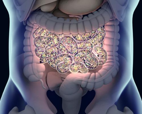 L’intestin est un organe prioritaire : son contenu est   fondamental pour la survie.
