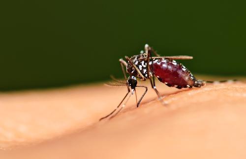 Nouvelle-Calédonie : premier cas mortel de dengue à Nouméa