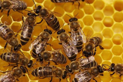 Piqûre d'abeille : attention aux effets cardiaques tardifs 