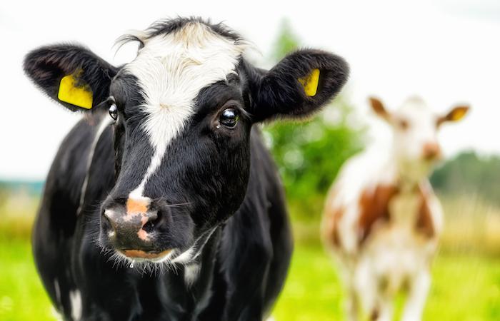 Tuberculose bovine : quels risques pour les consommateurs ?