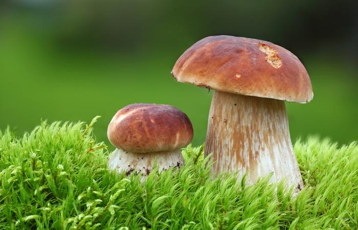 Des champignons hallucinogènes pour \