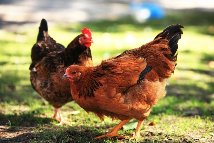 Pays-Bas : des centaines de milliers de poules abattues à cause d'un pesticide 