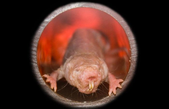 Le rat-taupe nu, notre modèle de longévité