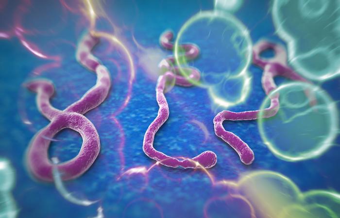 Ebola : deux anticorps prometteurs contre le virus