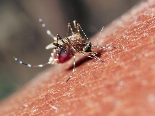 Malaria : un piège odorant contre les moustiques