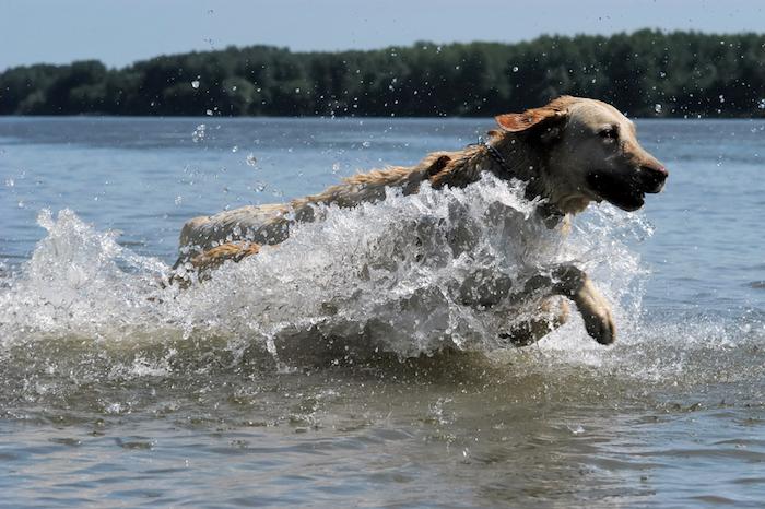 Algues neurotoxiques : huit chiens meurent en se baignant dans la Loire 