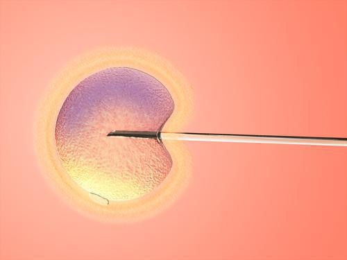 Reproduction : des ovules fonctionnels créés en laboratoire