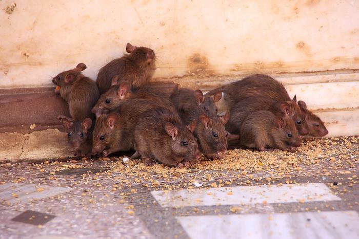 Roubaix : une paraplégique victime de 225 morsures de rats