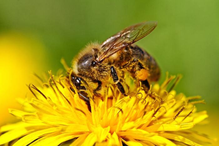 Néonicotinoïde : la toxicité des pesticides tueurs d’abeilles confirmée