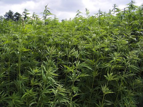 Cannabis : Benoît Hamon prône la légalisation