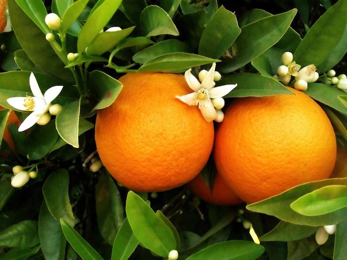 Le coup de fouet  « vitamine C » pour supporter l’hiver : pas forcément efficace mais pas mauvais