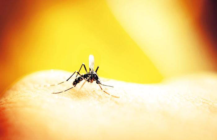 Dengue : le Sri Lanka envoie l’armée dans des zones à risque