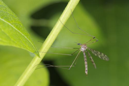Dengue : septième décès en Nouvelle-Calédonie 