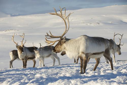 Réchauffement climatique : les rennes du père Noël à la diète 