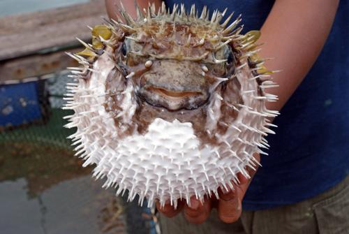 Alerte au fugu : des morceaux de poisson mortels vendus dans un supermarché japonais