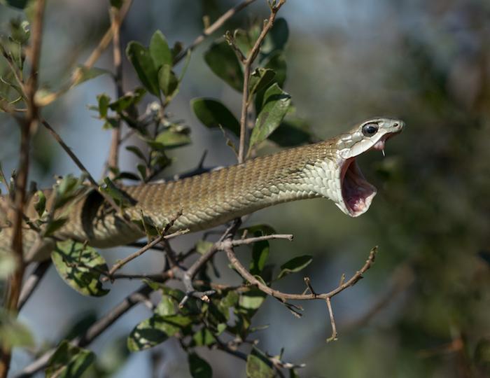 Morsures de serpent : l'OMS veut améliorer la prise en charge