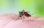 Dengue, chikungunya : pourquoi ces maladies progressent ?