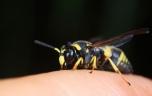 Insectes, serpents, méduses : comment traiter ?