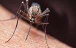 Moustiques : comment leur échapper ?