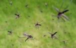 Réchauffement climatique : le chikungunya bientôt installé en Europe ?