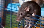 Trois jeunes contaminés par des rats de compagnie : c’est quoi la leptospirose?