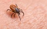 Lyme : une nouvelle piste pour neutraliser les tiques