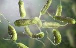 Réchauffement climatique : les bactéries mangeuses de chair risquent de proliférer