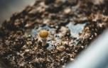 Anorexie : une substance psychédélique pourrait-elle changer la donne ?