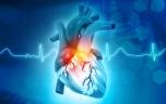Coeur : la sérotonine pourrait abîmer la valve mitrale