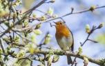 Pourquoi il faut prendre le temps d’écouter les oiseaux