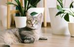 Votre chat peut-il vous rendre schizophrène ?
