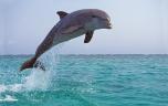 Grippe aviaire : un dauphin infecté découvert en Floride