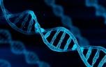 Alzheimer : découverte de mutations génétiques qui augmentent les risques