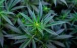 Cannabis : une couverture médiatique trop positive ?