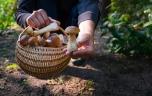 Champignons : 600 cas d’intoxication enregistrés depuis juillet