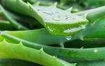 Aloe vera : quels sont les bienfaits ?