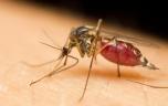 Paludisme : Yannick Noah hospitalisé en urgence à cause d'une nouvelle crise